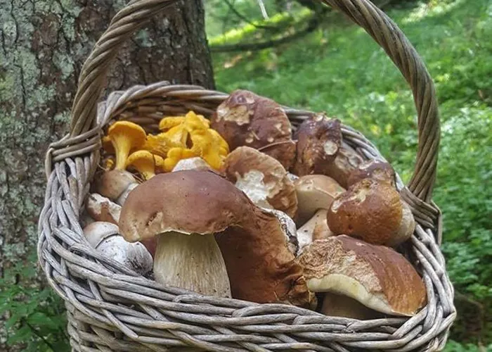 Funghi di bosco